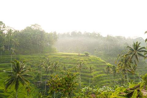 Ubud-avontuur: apenbos, rijstterrassen en watervallen