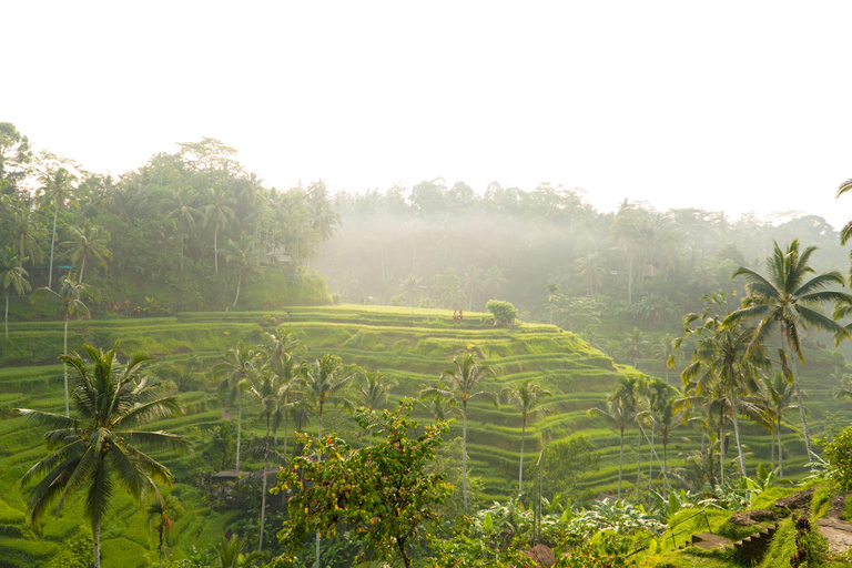 Ubud-avontuur: apenbos, rijstterrassen en watervallen