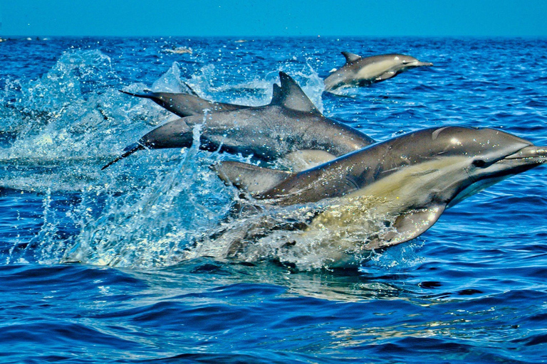 Dolphin Tour, Jozani Forest, Prison Island, Island Pongwe