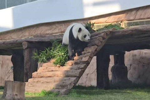 Al Khor: Panda House Visit with Transportation from Doha