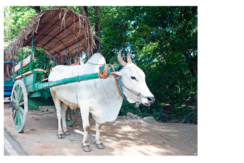 Negombo: To Sigiriya & Dambulla Private Tour with Lunch Sigiriya & Dambulla: Private Tour with Lunch from Colombo