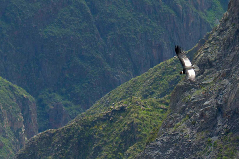 From Arequipa: Colca Canyon Tour 2 Days with End in Puno