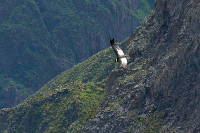 From Arequipa: Colca Canyon Tour 2 Days with End in Puno