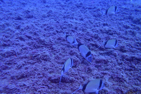 Desde Chania: buceo para principiantes