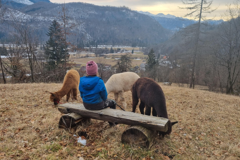 Bohinjska Bistrica: Wandelen met alpaca&#039;s - Domačija Loncnar