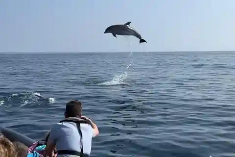 Faro: Dolphin and Wildlife Watching in the Atlantic Ocean