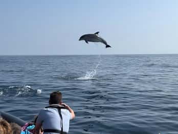 Faro: Dolphin and Wildlife Watching in the Atlantic Ocean