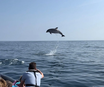 Faro: Observação de Golfinhos e Vida Selvagem no Oceano Atlântico
