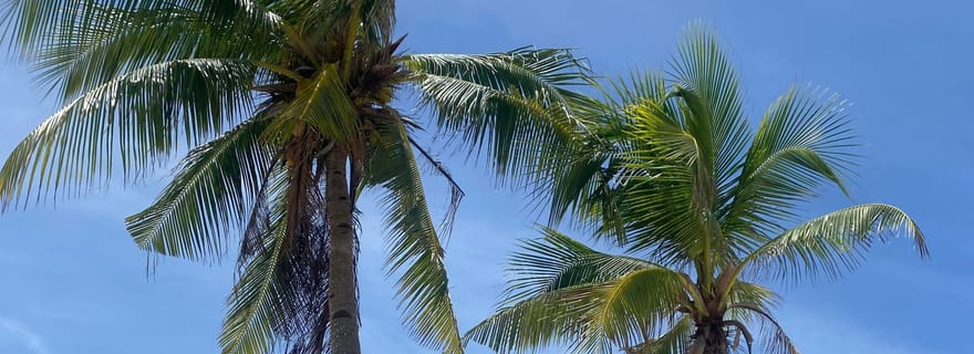 Bohol, Philippines : visite de l'île de Pamilacan et rencontre avec les dauphins
