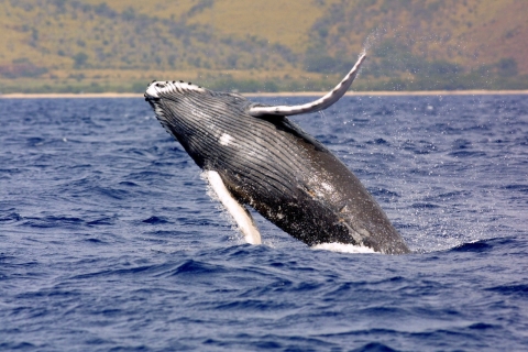 Excursion d'une journée à Uvita : Observation des baleines, surf et chutes d'eau