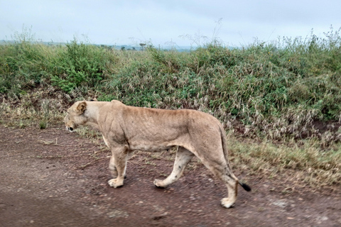 Tour de medio día al Parque Nacional de Nairobi