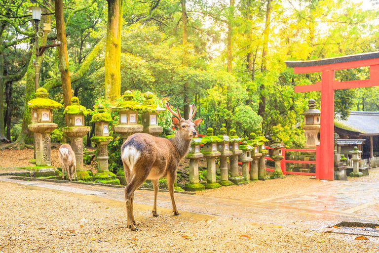 Osaka to Kyoto and Nara Day Tour with Cute Deer Sightings