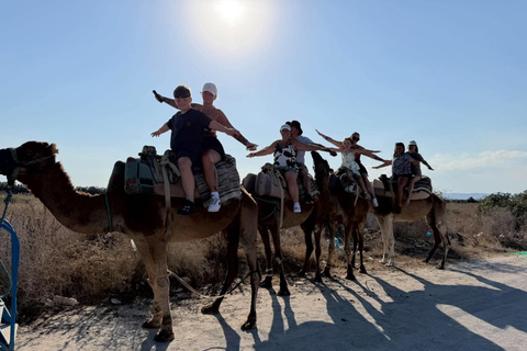 Hammamet: Dromedary and horse-drawn carriage ride with olive oil tasting Hammamet: Dromedary Ride and Carriage Ride with Olive Oil Food Tasting