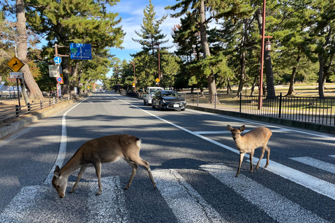 Nara: Halvdag med lokal guide – Big Buddha, hjort, helgedom, skogNara: Halvdag lokal guide- Stora Buddha, hjort, helgedom, skog