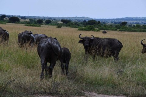 Au départ de Kampala : Safari de 3 jours dans le parc national Queen Elizabeth