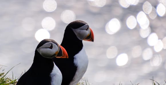 Seyðisfjörður: Puffins, Reindeer, & Waterfall Tour