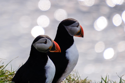 Seyðisfjörður: Puffins, Reindeer, & Waterfall Tour German Departure