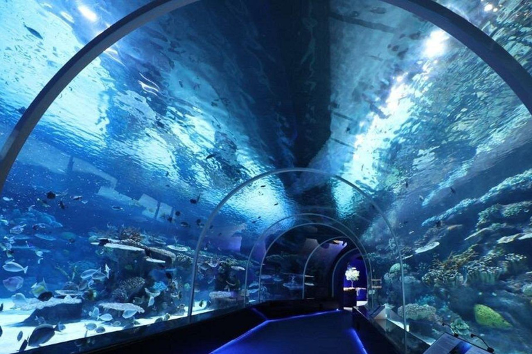 Führung durch den Hafen von Hamad, das Aquarium und das maritime Erbe
