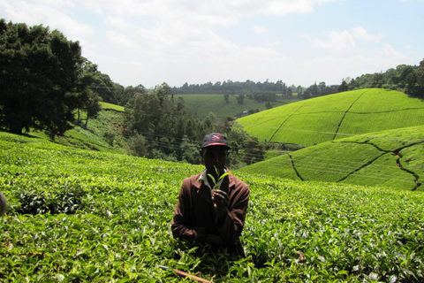 De Nairobi: Visita à Quinta de Chá Kiambethu e almoço