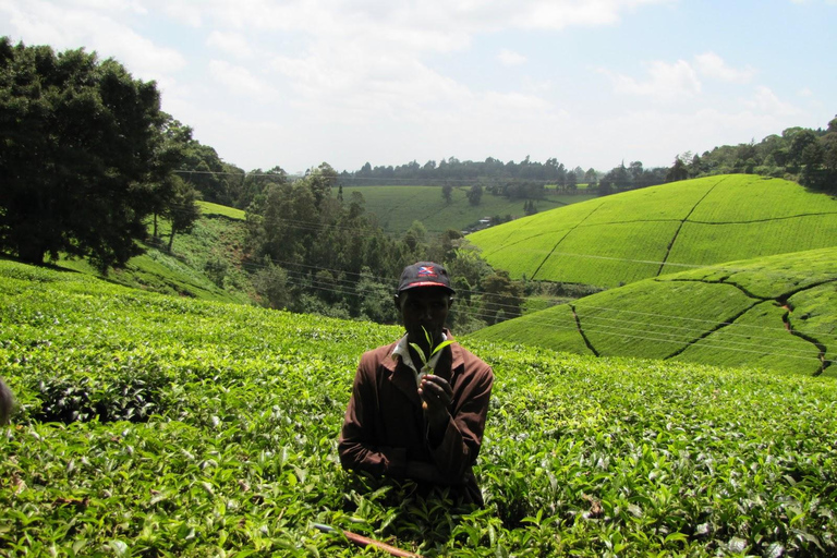 De Nairobi: Visita à Quinta de Chá Kiambethu e almoço