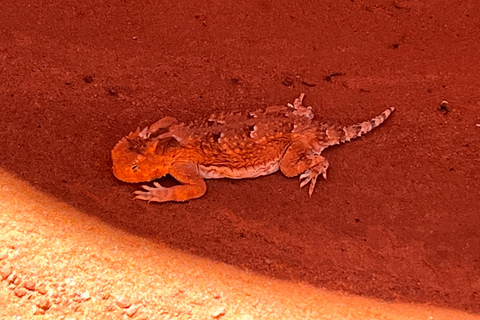 Antelope Canyon: Versteckte Wandertour