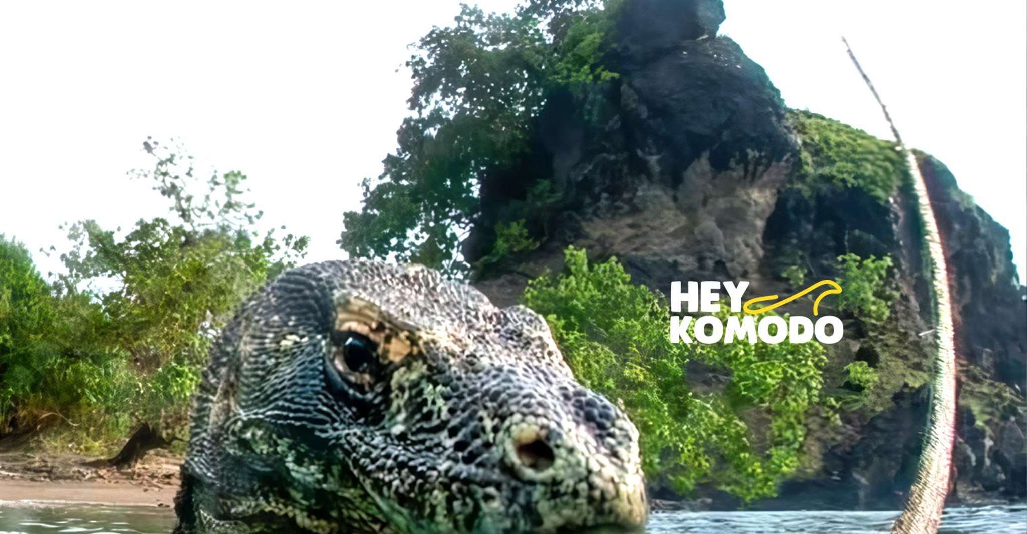 Komodo Tour , Full-Day Sharing Trip 6 Spot With Speedboat - Housity