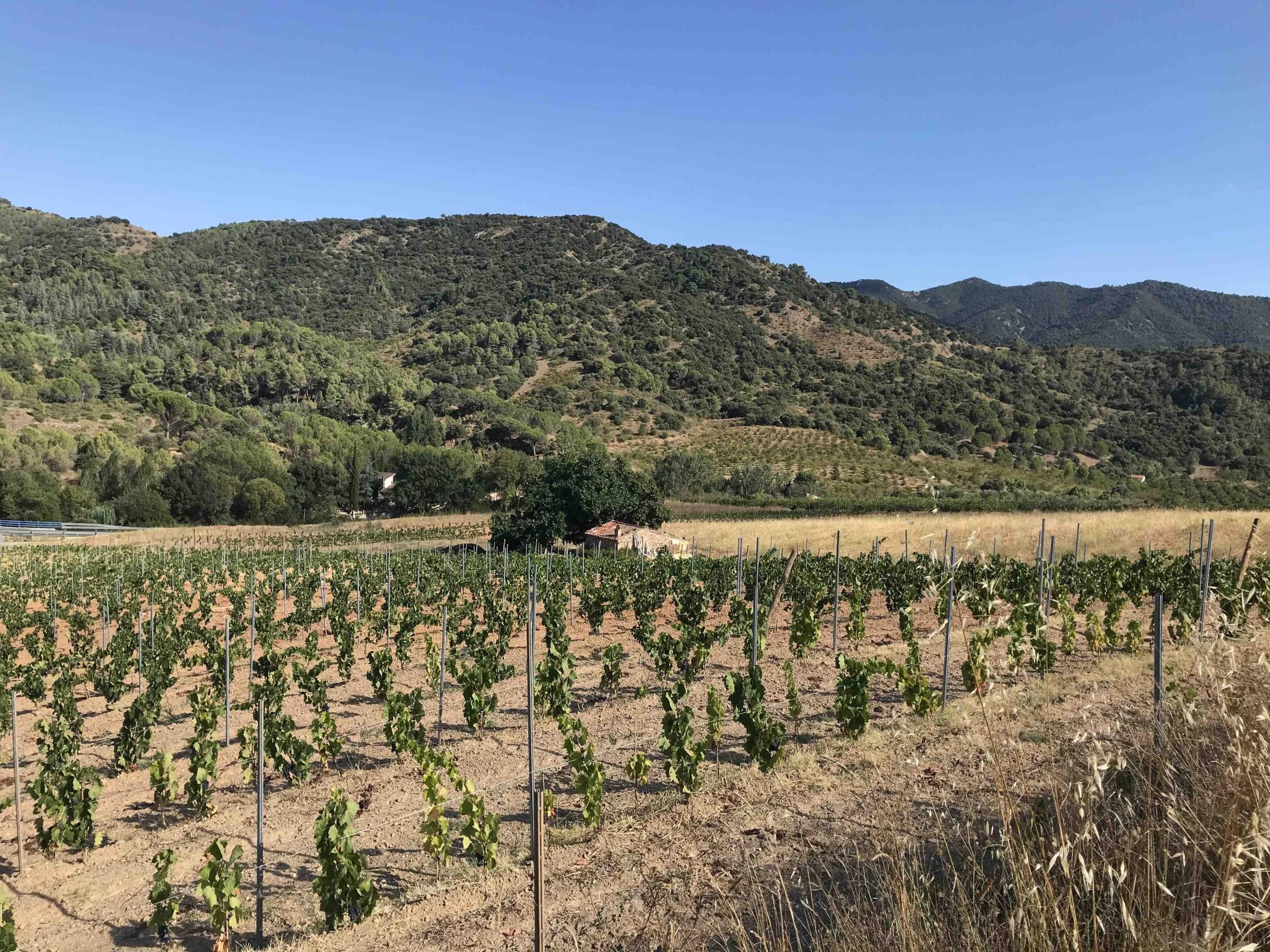 Private Wein- und Speisenverkostung im Priorat mit Hotelabholung