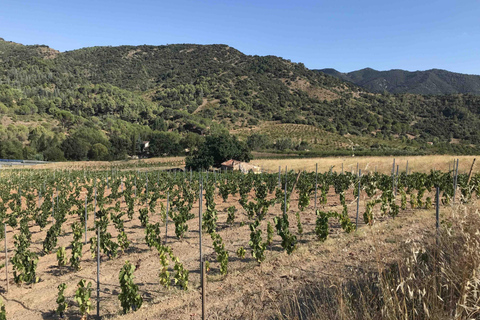 tasting wines in the vineyards with hotel pickup hotel Salou: tasting wines&vineyards with pickup hotel
