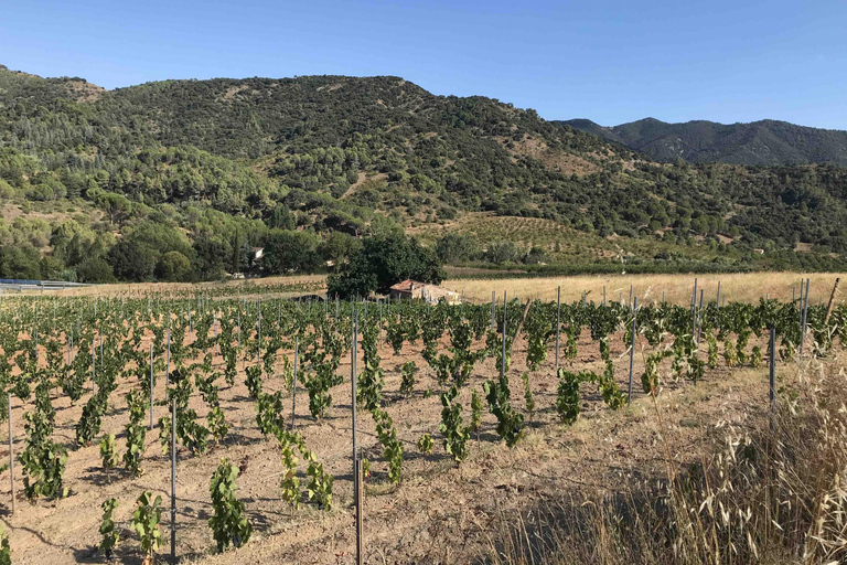 tasting wines in the vineyards with hotel pickup hotel Salou: tasting wines&vineyards with pickup hotel