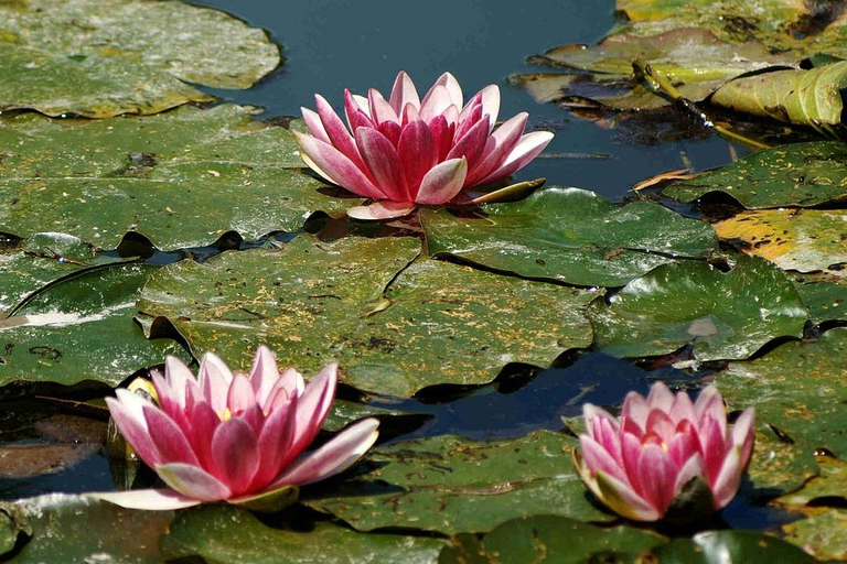 From Paris: Excursion to Monet's Gardens in Giverny Excursion to Giverny - 8 AM