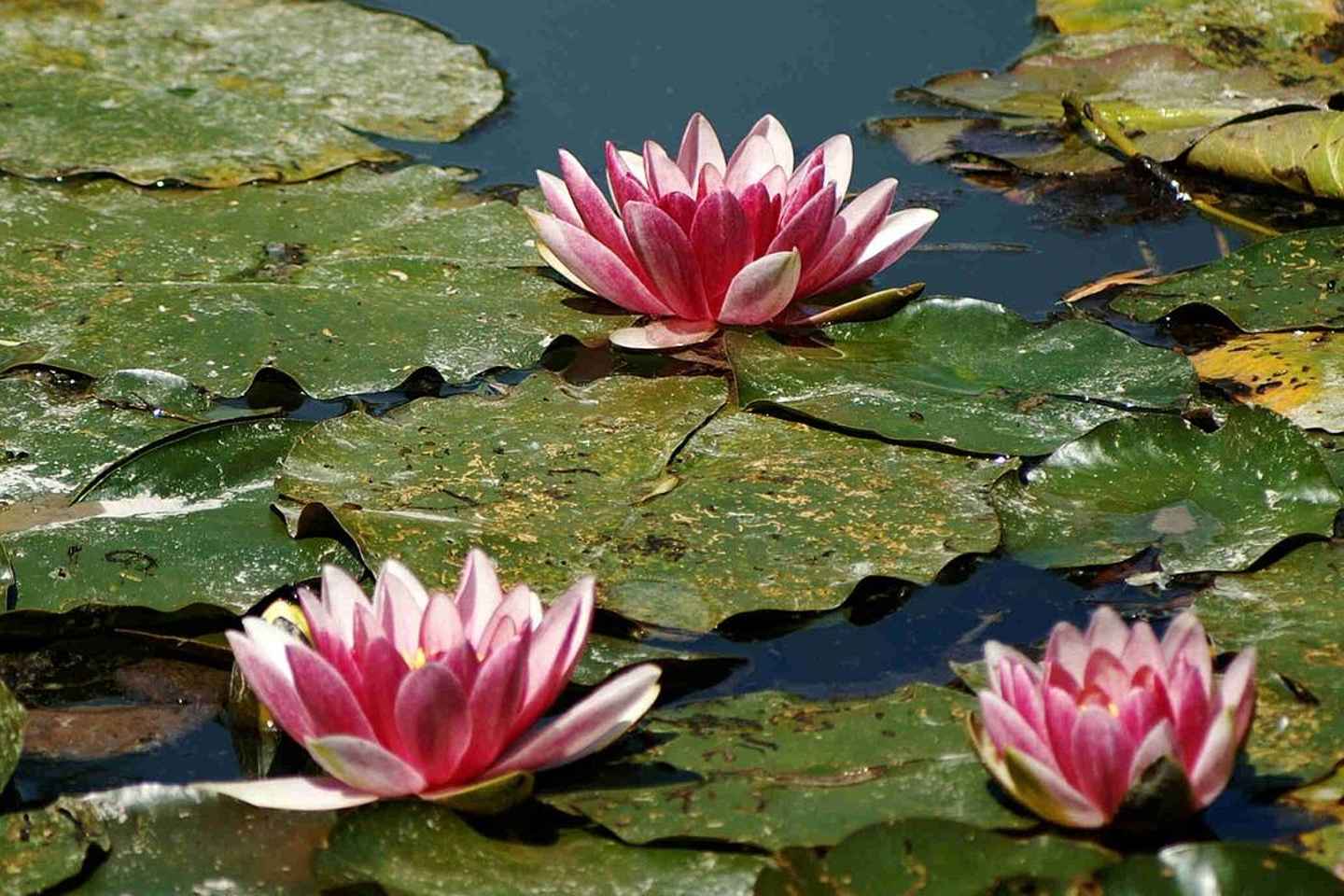 Frá París: Skoðunarferð í garða Monets í Giverny