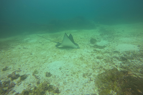 Descubrimiento de Galápagos EXPERIENCIA DE BUCEO DE UN DÍA