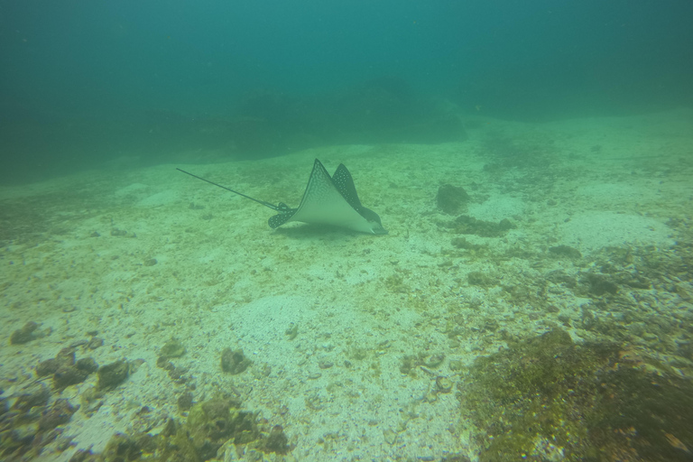 Descubrimiento de Galápagos EXPERIENCIA DE BUCEO DE UN DÍA