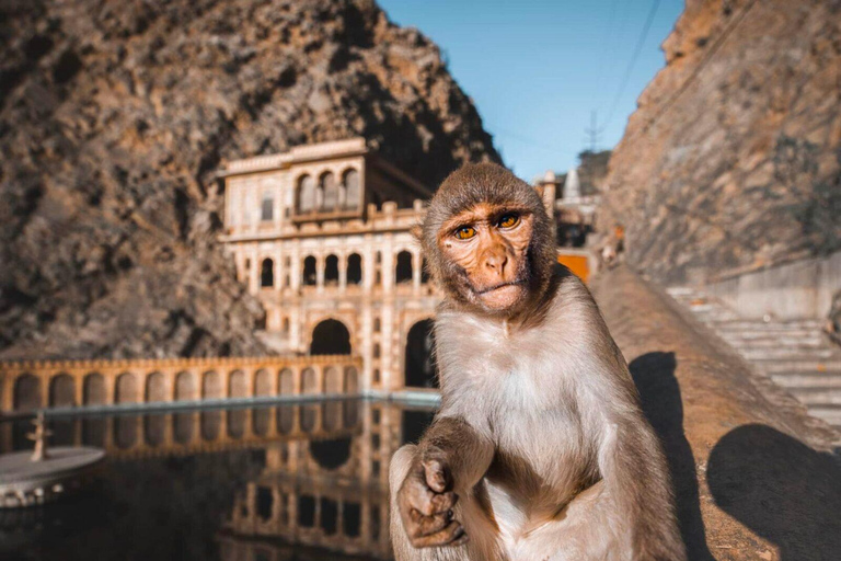 Jaipur: Monkey Temple, Amber Fort Jal Mahal etc. Rundresa med bil