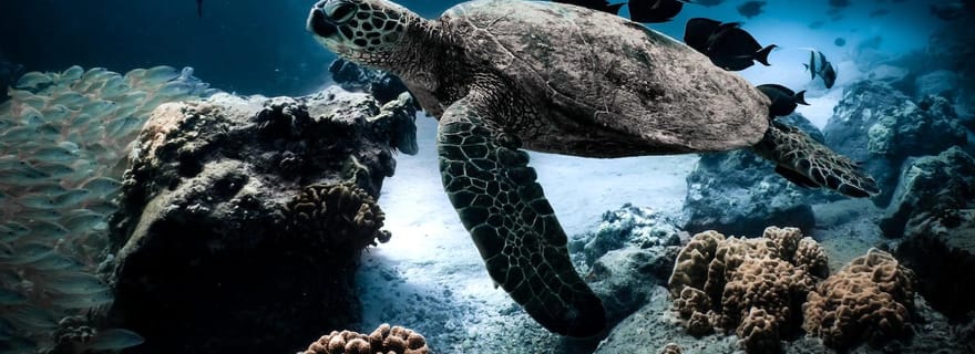 3 plongées à Fujairah (nuit comprise) + transfert depuis Dubaï + barbecue