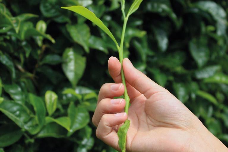 Boquete, Chiriquí: An ancient flavor in a tea leaf Boquete, Chiriquí: Dive into the world of tea