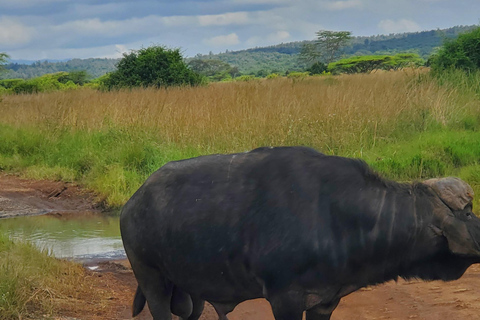 Nairobi National Park: Game Drive Tour Nairobi National Park: Game Drive Tour