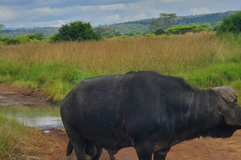 Nairobi National Park: Game Drive Tour Nairobi National Park: Game Drive Tour