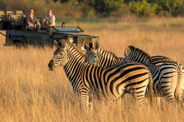 From Durban: Phinda Private Game Reserve Safari with Guide