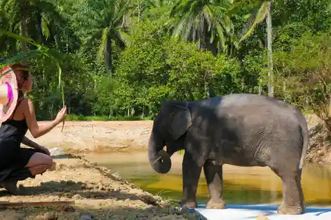 Krabi: Observation-Only Elephant Sanctuary Half-Day w/ Lunch