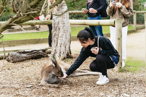 Au départ de Melbourne : Circuit éco-faune de l'île PhillipDepuis Melbourne : éco-découverte de la faune à Phillip Island