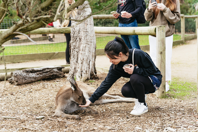 Desde Melbourne: Excursión ecológica a la fauna de Phillip IslandDesde Melbourne: ecotour de fauna a Phillip Island