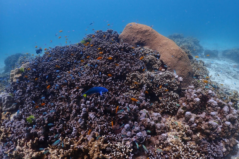 Ricerca dei delfini a Phuket: Spedizione sull&#039;isola di Racha e Maiton