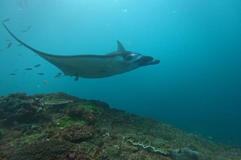 Vanuit Bali: Snorkelen bij Manta Point Nusa Penida &amp; Land TourSnorkelen en West Land Tour (Trefpunt - Sanur Haven)