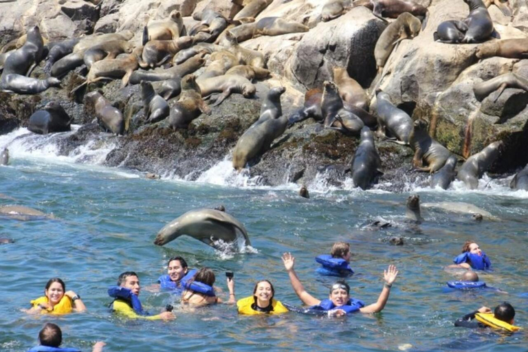 Lima: Palomino Island Marine Adventure Tour swimming with Sea Lions