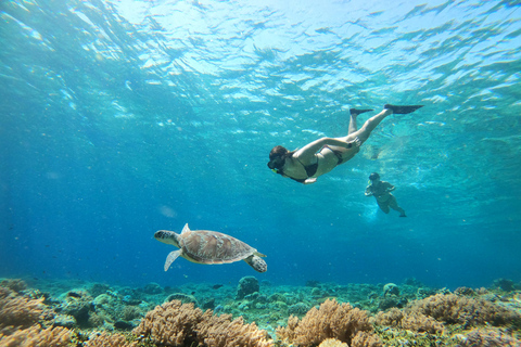 Gili Trawangan: Snorkel Privado (Coral, Estatuas, Tortugas)