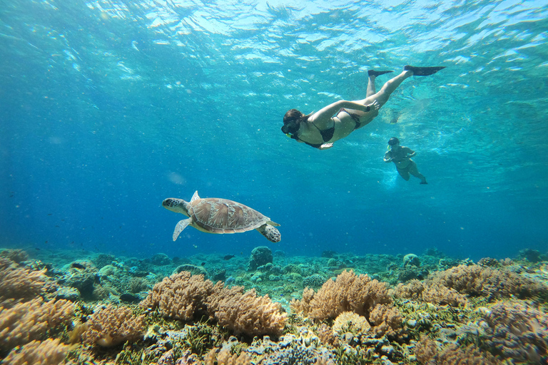 Gili Trawangan: Prywatny snorkeling (koralowce, posągi, żółwie)