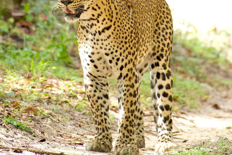 From Bentota - Yala National Park Full Day Safari Tour