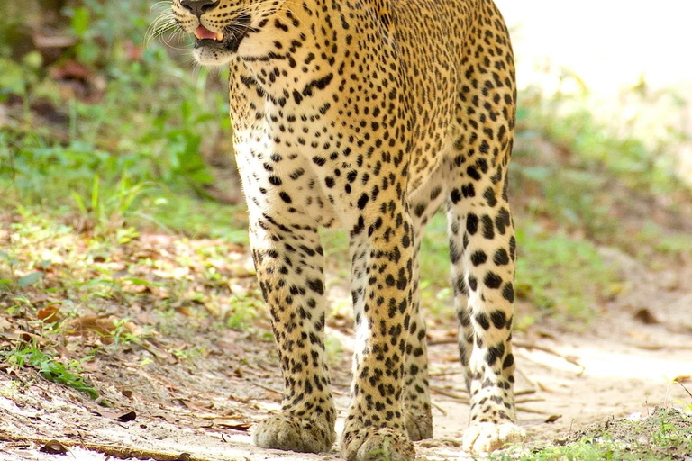 From Bentota - Yala National Park Full Day Safari Tour