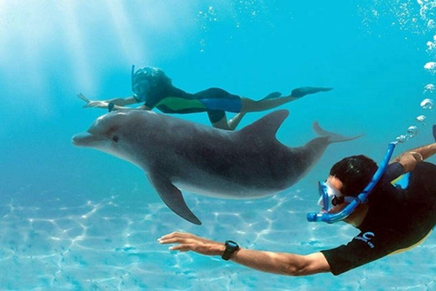 Mnemba Island: Guided Snorkeling & Dolphin Swim Experience Private Mnemba Island Snorkeling and dolphin swim